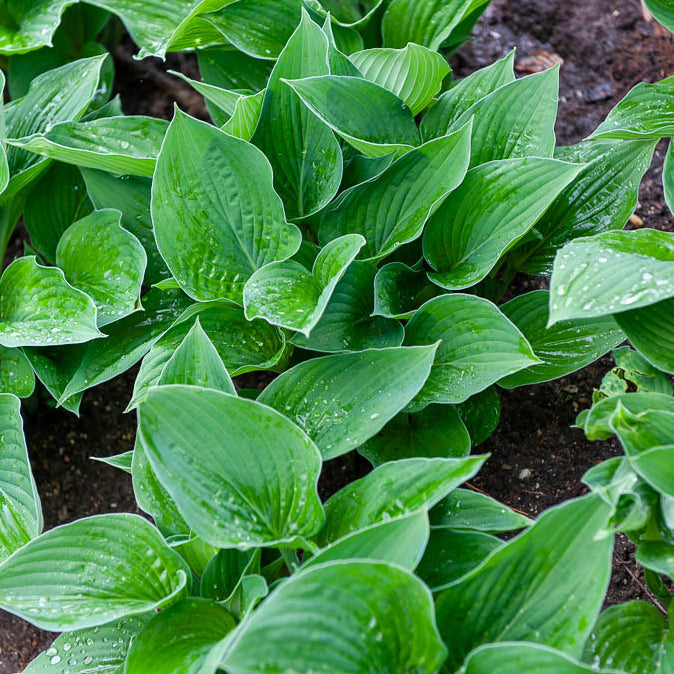 Hosta  sieboldiana Elegans - Hosta sieboldiana elegans - Bakker