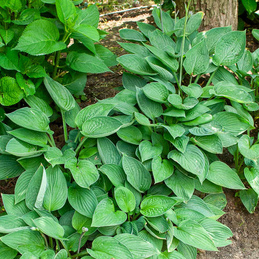 Hosta sieboldiana Elegans - Bakker