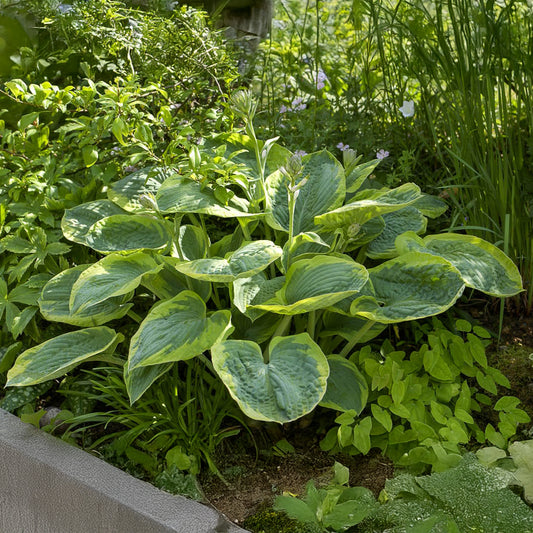 Hosta Frances Williams à marge jaune - Bakker