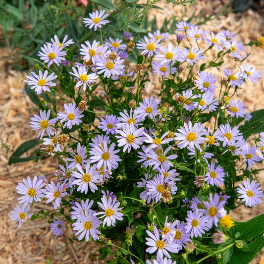 Kaliméris Blue Star - Bakker