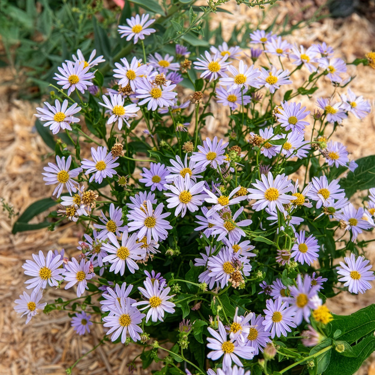 Kaliméris Blue Star - Bakker