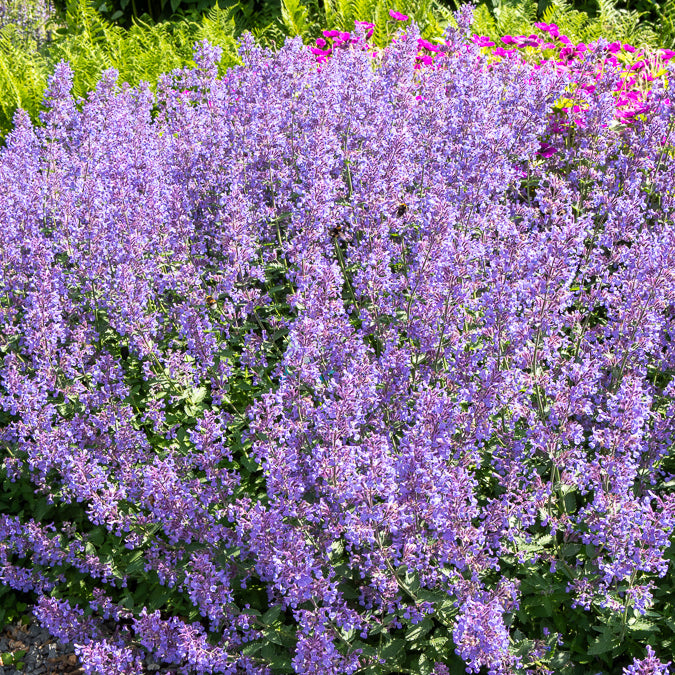 Nepeta novanepjun Junior Walker - Nepeta Junior Walker - Plantes vivaces