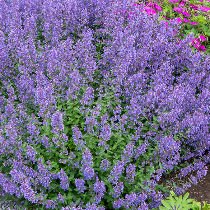 Nepeta Junior Walker - Bakker