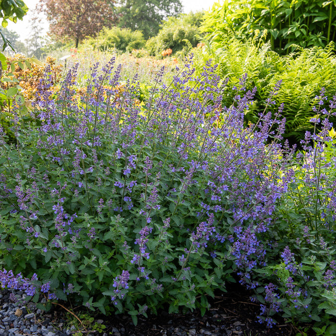 Plantes vivaces - Nepeta Junior Walker - Nepeta novanepjun Junior Walker