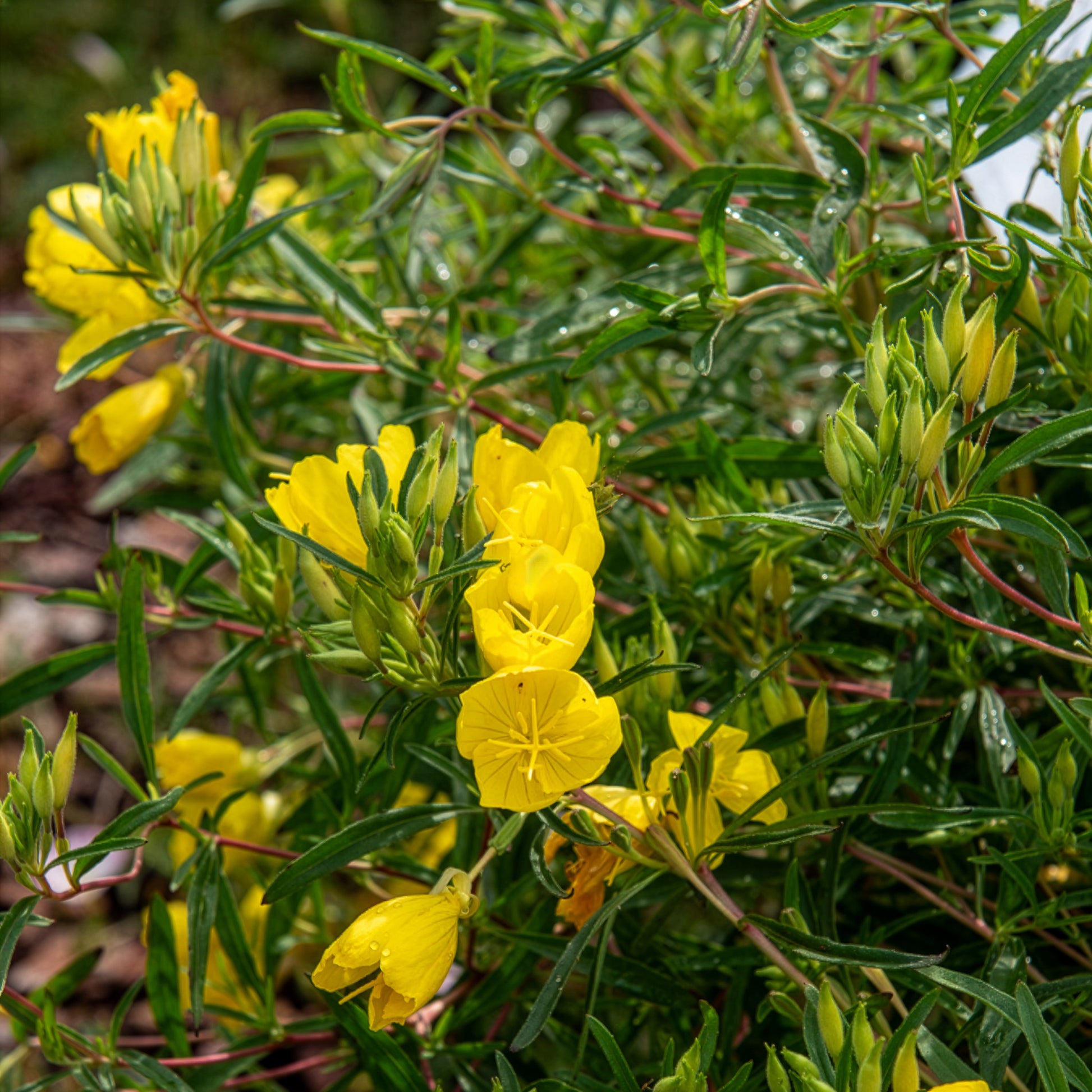 Vivaces fleuries - Oenothère African Sun - Onagre - Oenothera African Sun