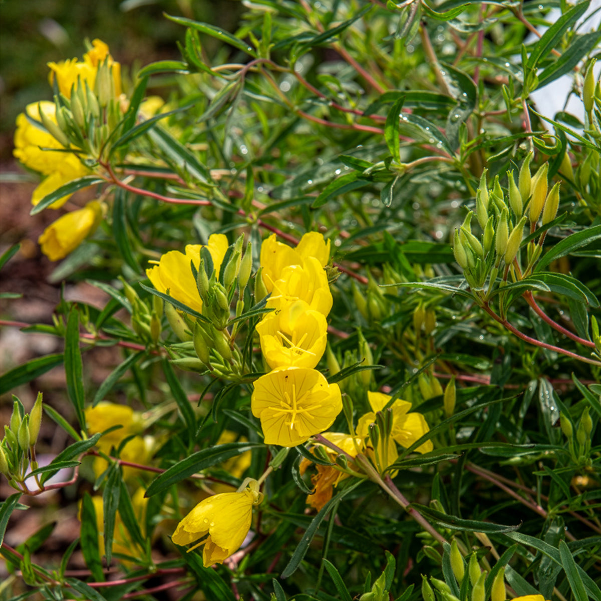 Vivaces fleuries - Oenothère African Sun - Onagre - Oenothera African Sun