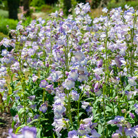 Penstemon Alice Hindley - Galane Alice Hindley - Penstemon - Galane