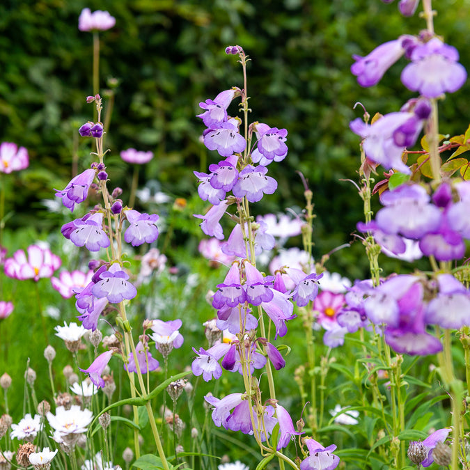 Galane Alice Hindley - Penstemon - Bakker