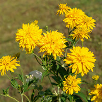 Rudbeckia laciniata goldquelle - Rudbeckia laciniata Goldquelle - Rudbeckia