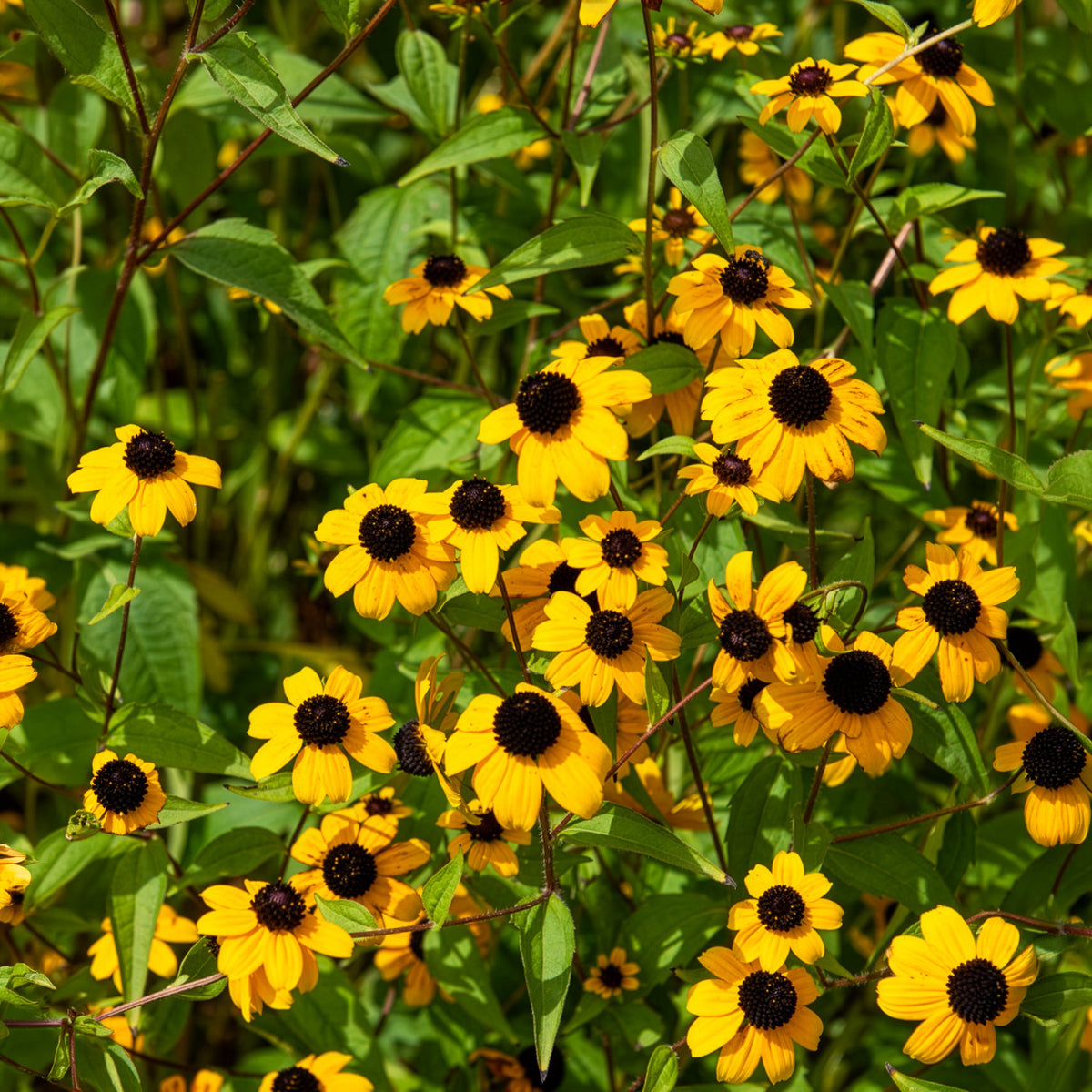 Vente Rudbeckia trilobée - Rudbeckia  triloba