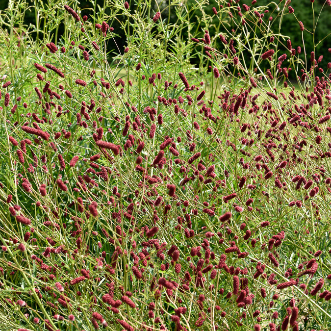 Grande Pimprenelle Sanguisorba Officinalis - Environ 100 Semences Graines Aromatiques Comestibles