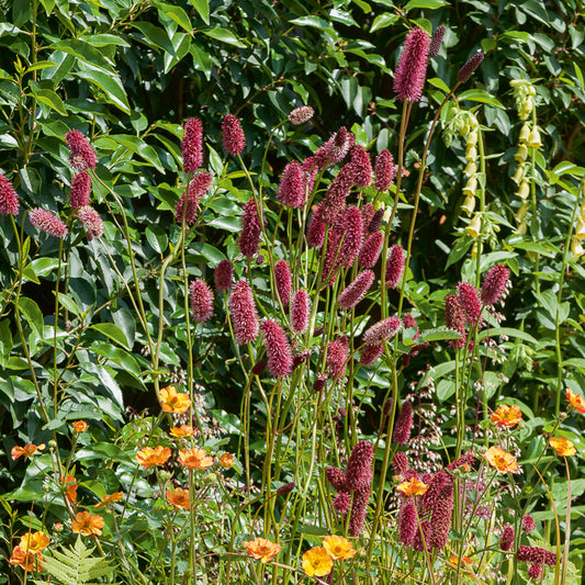 Grande pimprenelle Sanguisorbe officinale