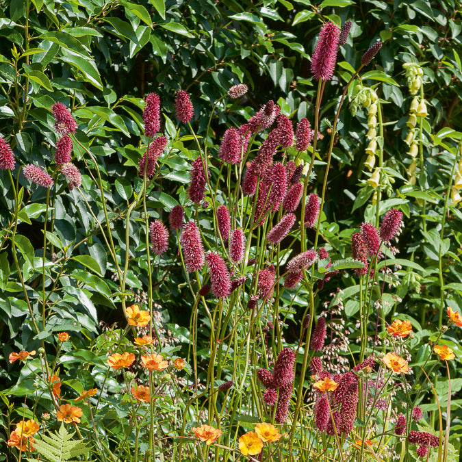 Grande pimprenelle Sanguisorbe officinale - Bakker