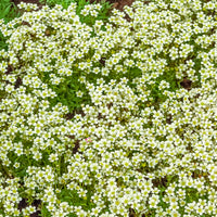 3 Saxifrages mousse Pixie White - Saxifraga arendsii White Pixie - Bakker