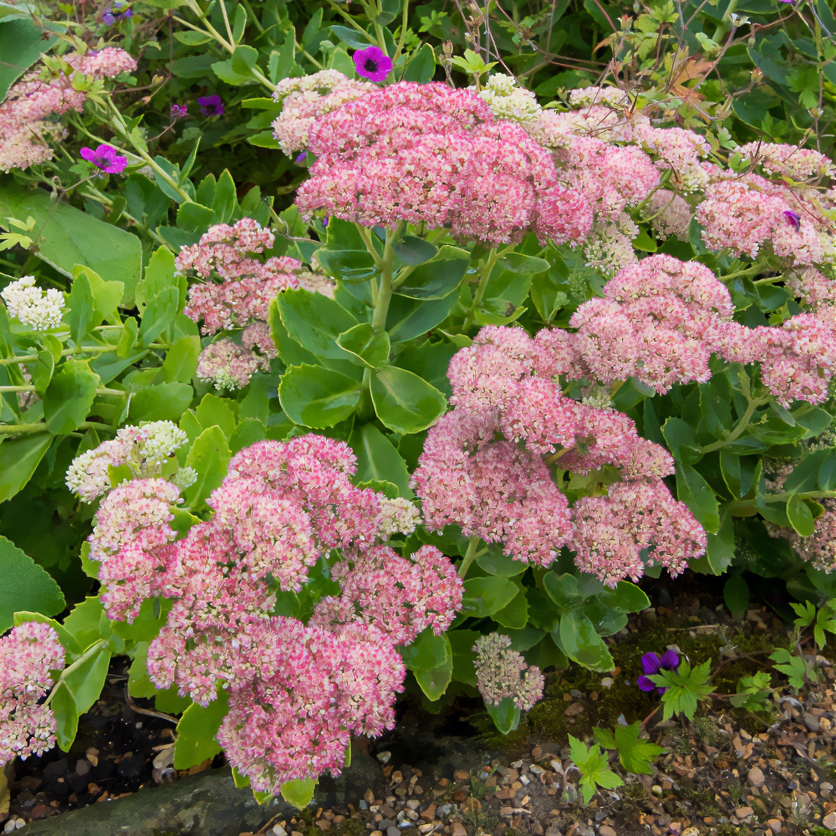 Sedum - Orpin - Sedum Herbstfreude - Autumn Joy - Sedum herbstfreude