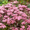 Sedum Matrona - Bakker