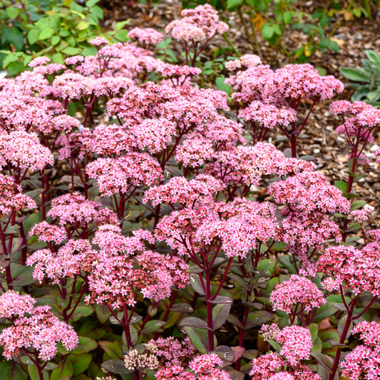 Sedum Matrona - Bakker