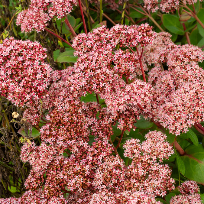Sedum - Orpin - Sedum Matrona - Sedum matrona