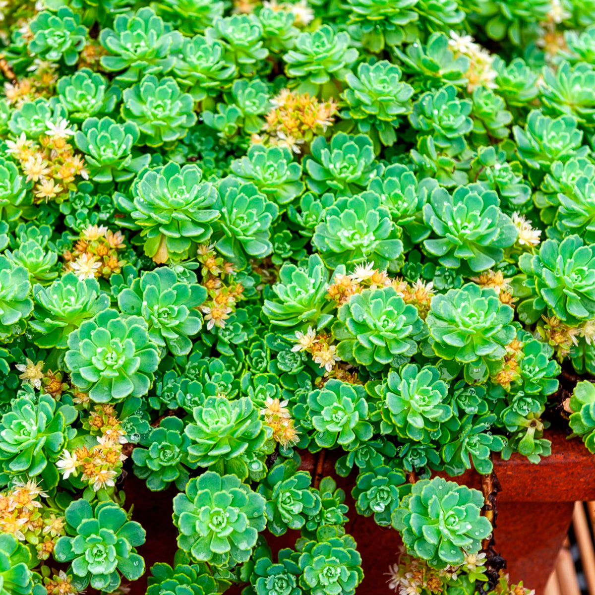 Sedum pachyclados - Bakker