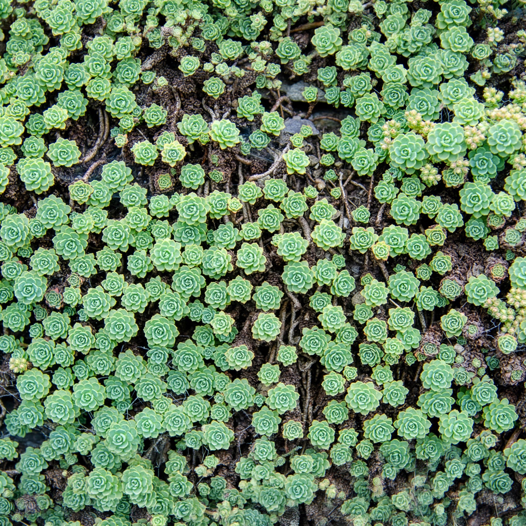 Sedum pachyclados - Sedum pachyclados - Bakker
