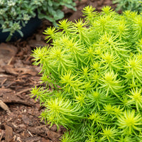 Sedum des rochers Angelina - Sedum reflexum Angelina - Bakker