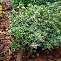 Sedum spurium panaché - Bakker