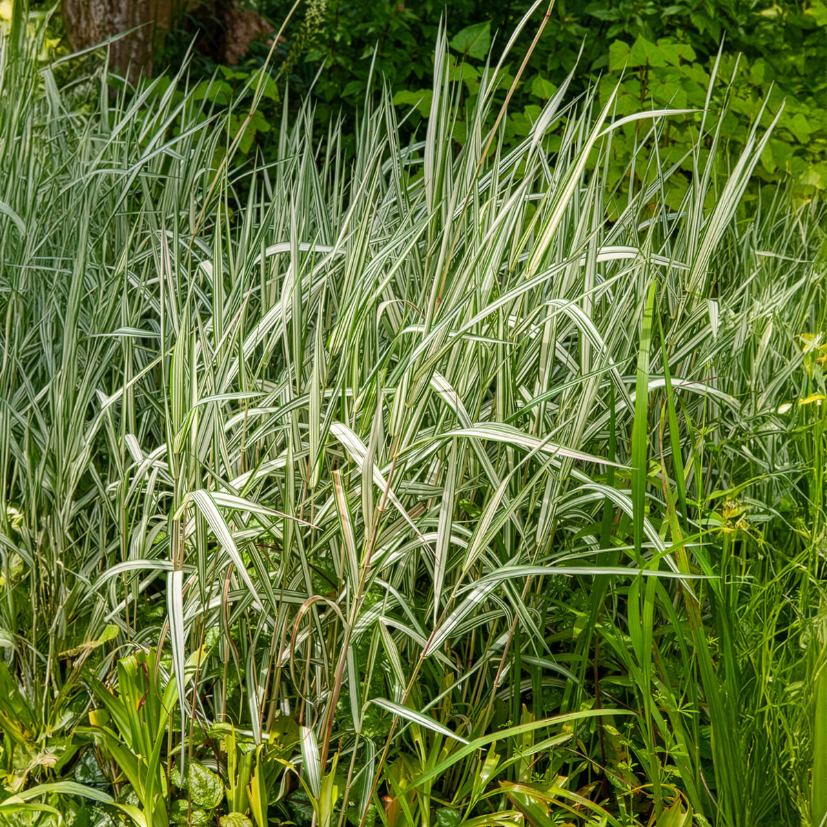 Phalaris arundinacea Feesey - Phalaris panaché Feesey - Baldingère faux-roseau - Graminées