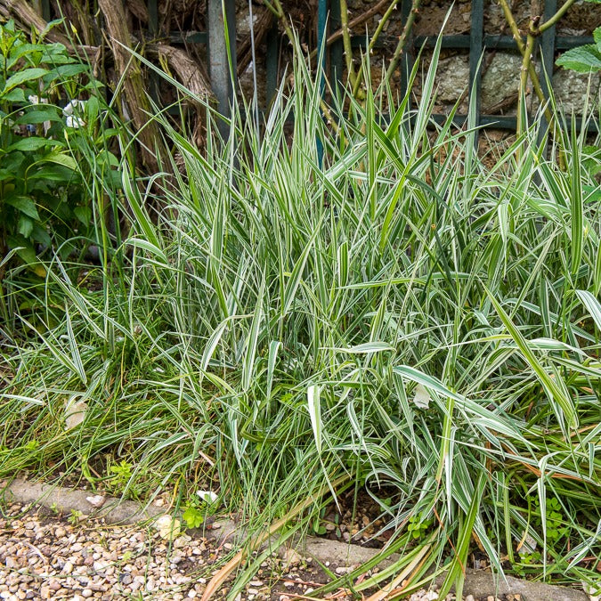 Phalaris panaché -Baldingère faux roseau - Phalaris arundinacea Picta - Bakker