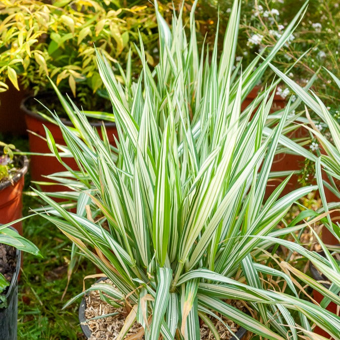 Phalaris panaché -Baldingère faux roseau - Bakker
