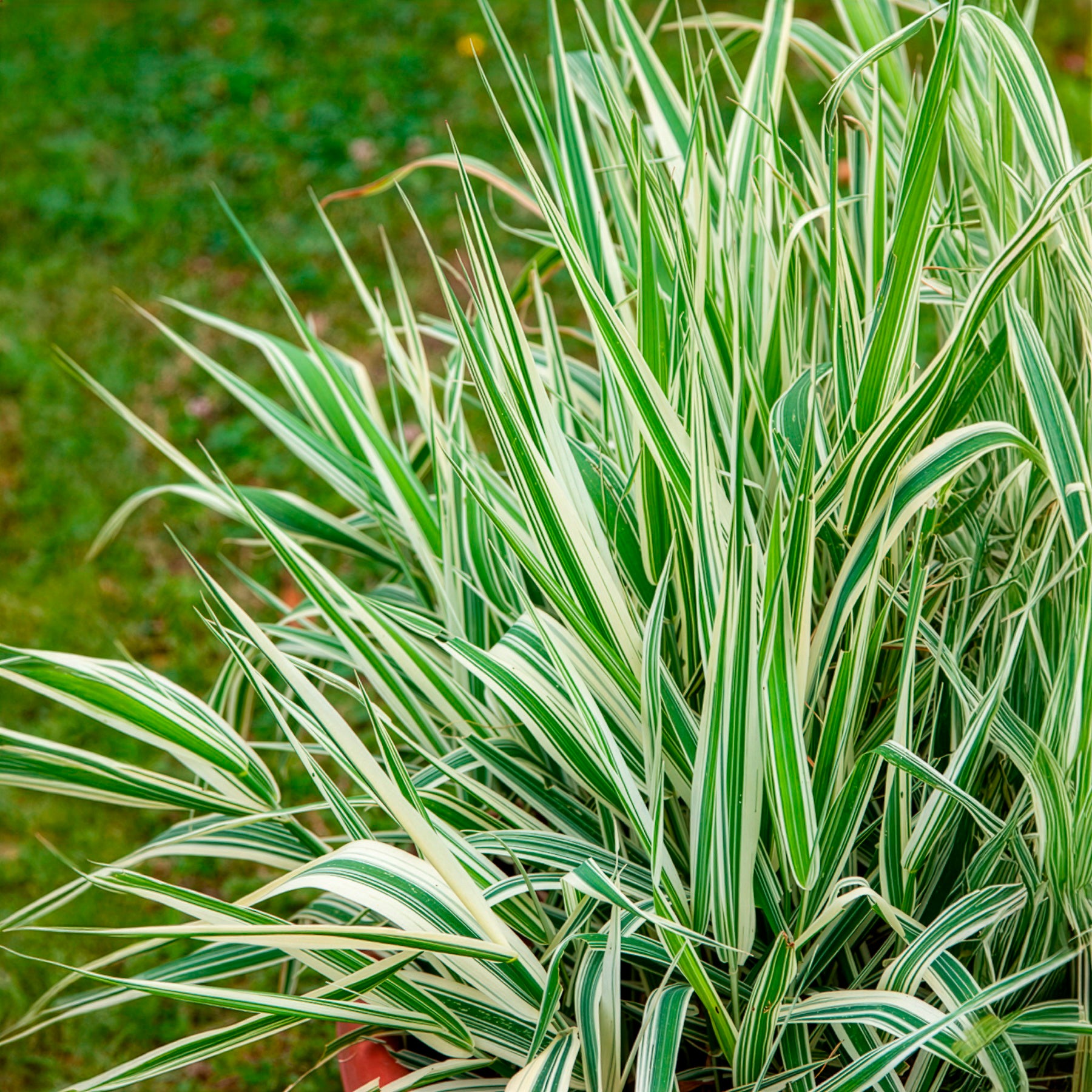 Phalaris arundinacea Picta - Phalaris panaché -Baldingère faux roseau - Graminées