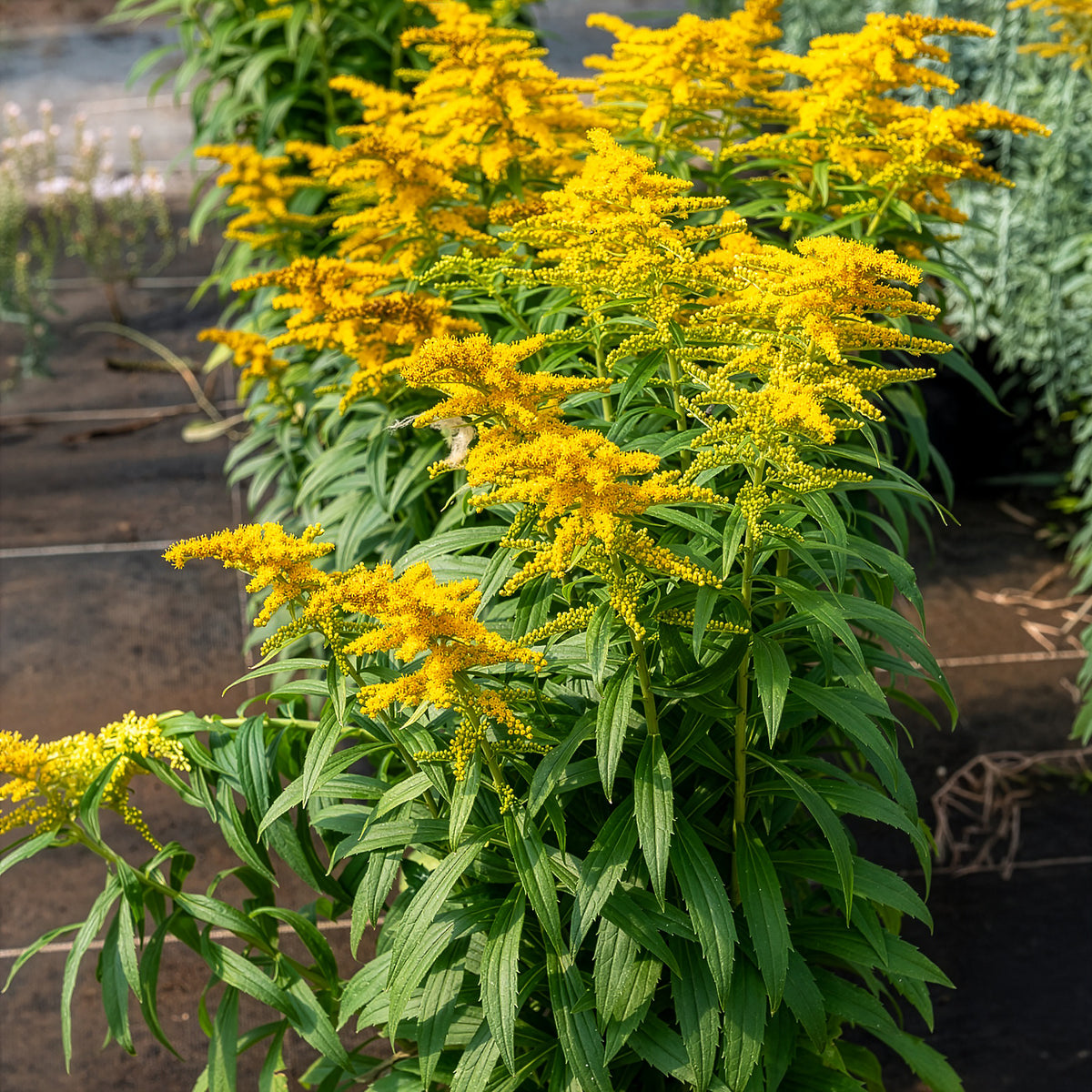 Solidago Golden Dwarf - Solidago Golden Dwarf - Bakker