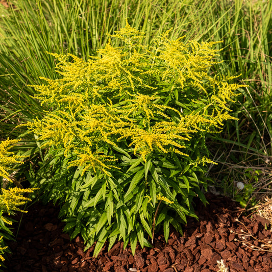 Solidago Golden Dwarf - Bakker