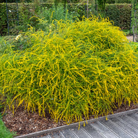 Solidago Fireworks - Bakker