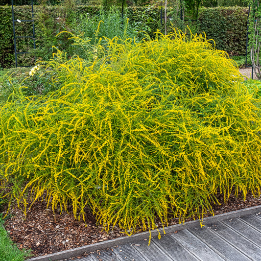 Solidago Fireworks - Bakker