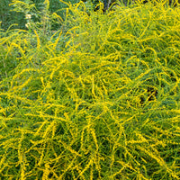 Solidago Fireworks - Solidago rugosa Fireworks - Bakker