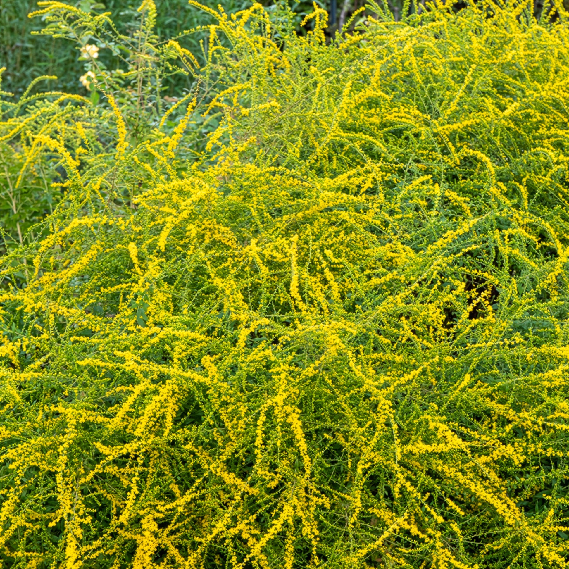Solidago Fireworks - Solidago rugosa Fireworks - Bakker