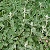 Stachys byzantina Big Ears - Oreille de Lapin Big Ears - Epiaire de byzance - Plantes vivaces
