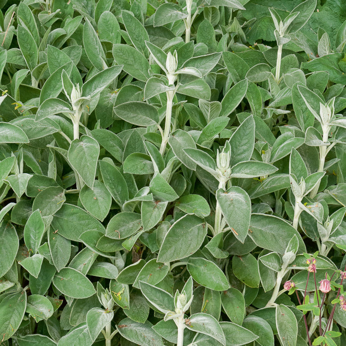 Stachys byzantina Big Ears - Oreille de Lapin Big Ears - Epiaire de byzance - Plantes vivaces