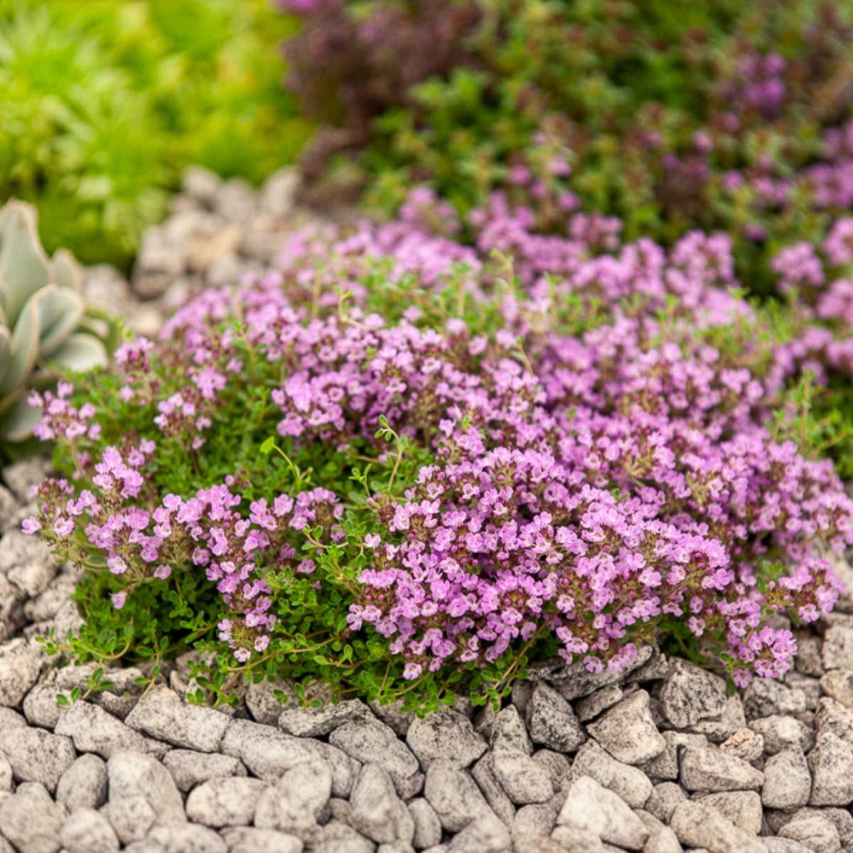 Thym précoce Bressingham - Thymus praecox Bressingham - Bakker