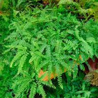 Capillaire pédalée - Adiante du Canada - Adiantum pedatum - Bakker