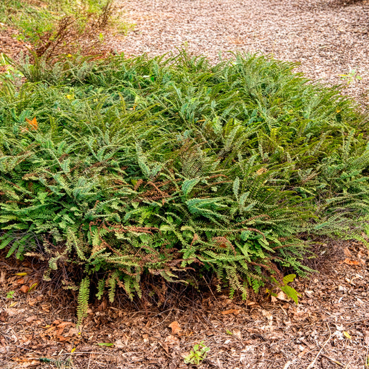 Capillaire pédalée - Adiante du Canada - Bakker