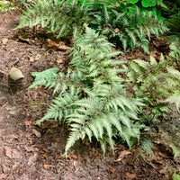 Vente Fougère peinte Metallicum