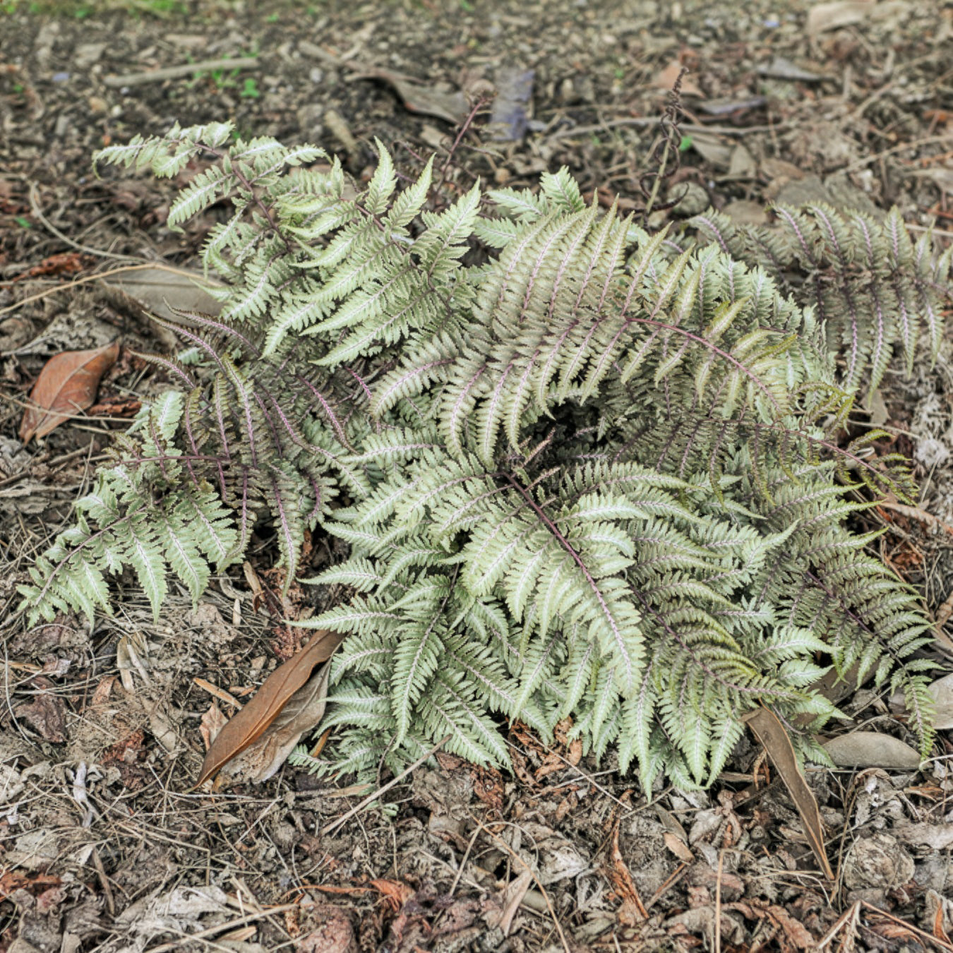 Fougère peinte Metallicum - Athyrium niponicum var. pictum (metallicum) - Bakker