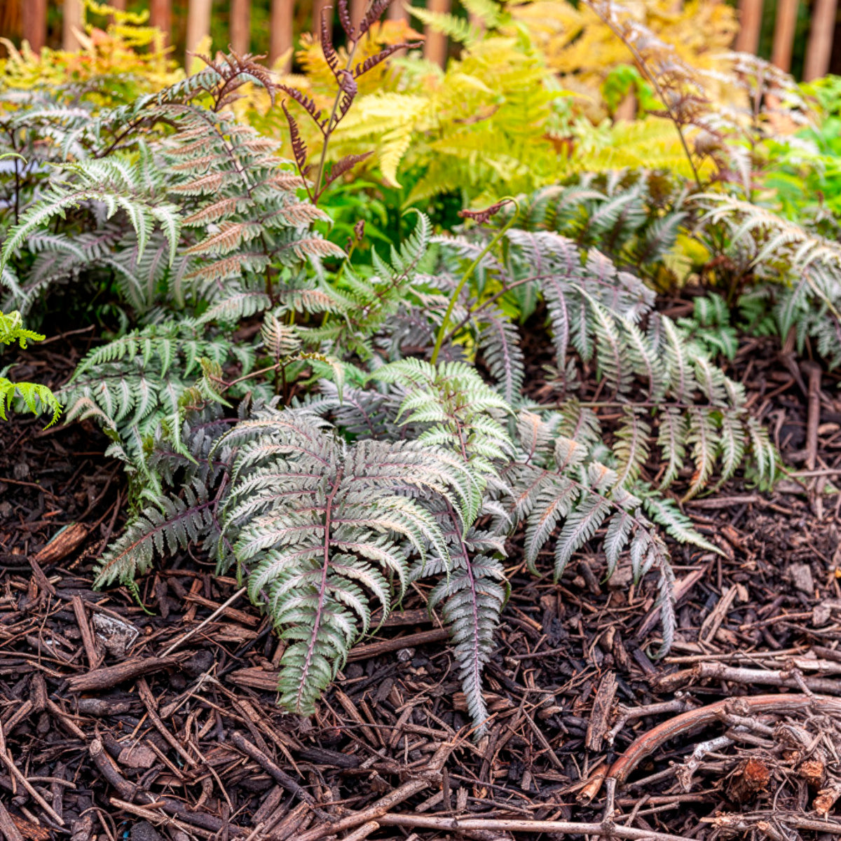 Athyrium niponicum var. pictum (metallicum) - Fougère peinte Metallicum - Plantes vivaces
