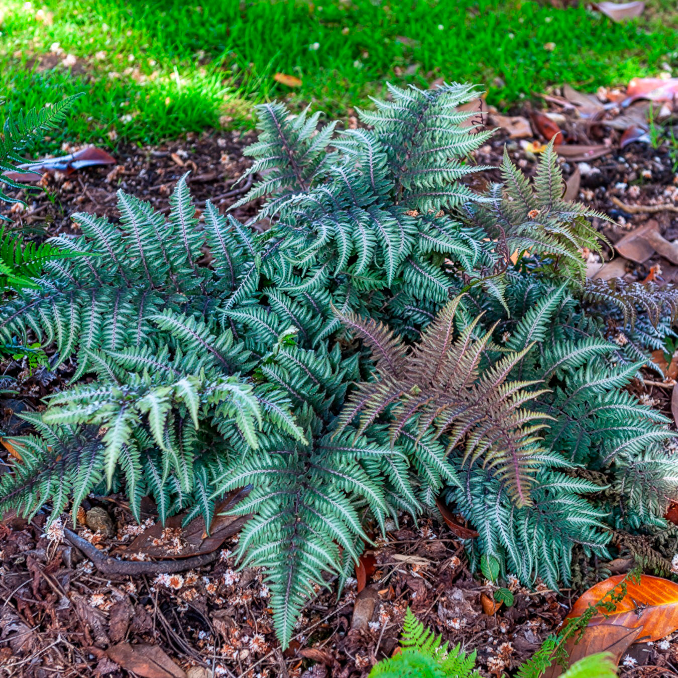 Fougère peinte Metallicum - Bakker