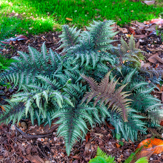 Fougère peinte Metallicum - Bakker