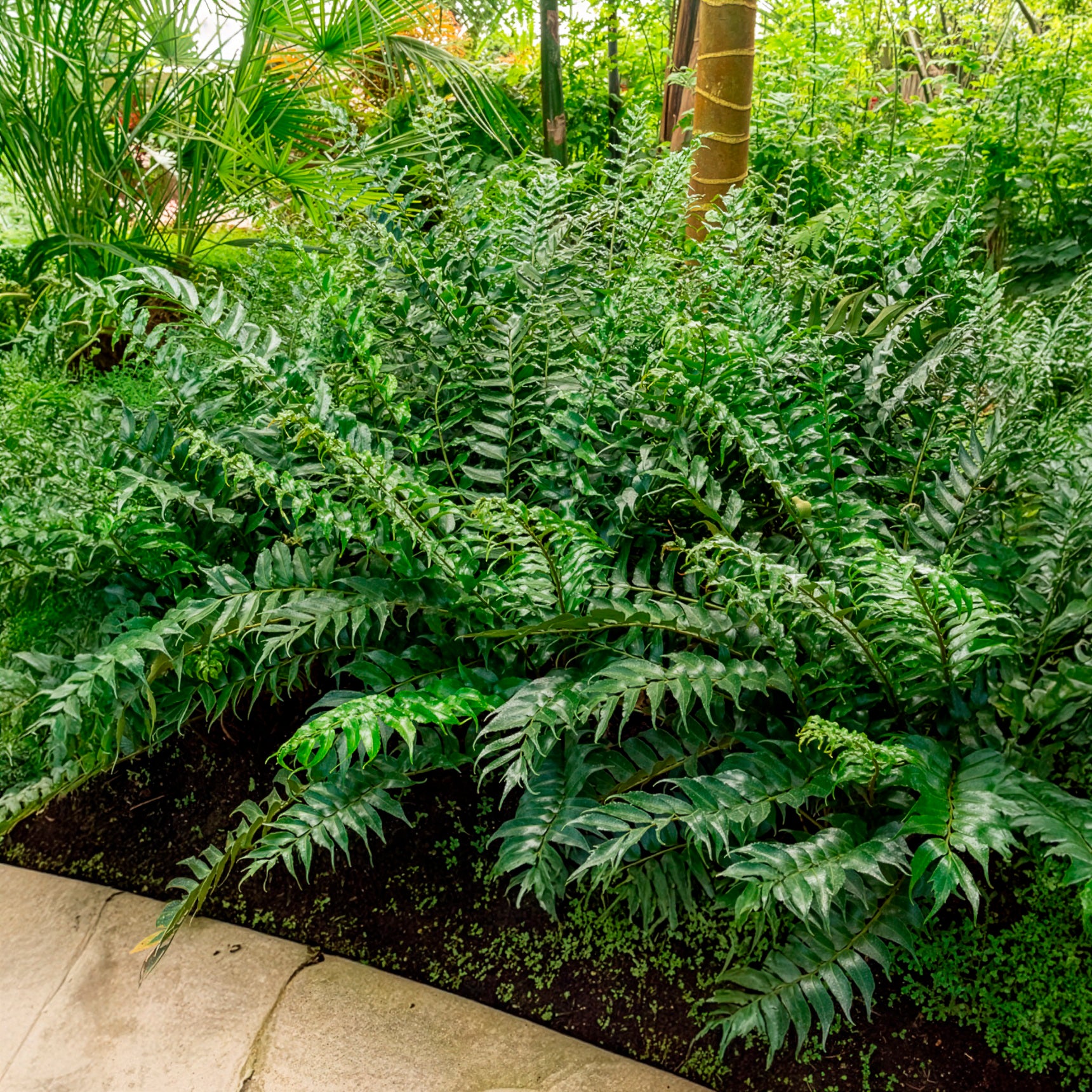 Cyrtomium falcatum - Fougère faux-houe Aspidie en faux - Plantes vivaces