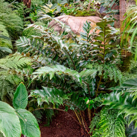 Plantes vivaces - Fougère faux-houe Aspidie en faux - Cyrtomium falcatum