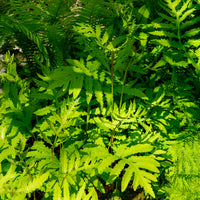 Onoclea - Fougère - Onoclea sensibilis - Bakker