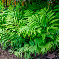 Fougères - Onoclea - Fougère - Onoclea sensibilis